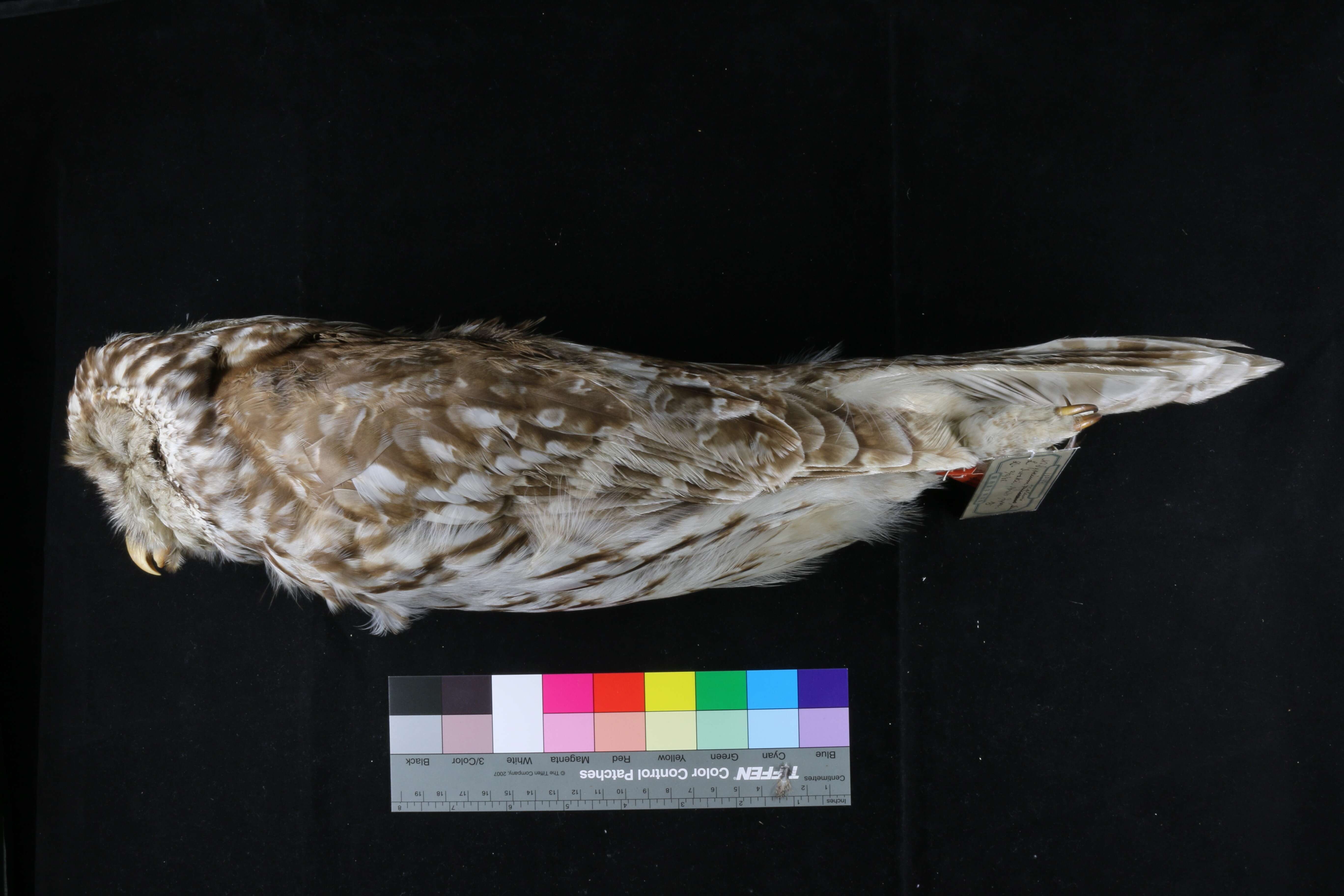 Plancia ëd Strix uralensis hondoensis (Clark & AH 1907)