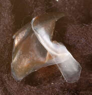 Image of Coffee bean scaled squid