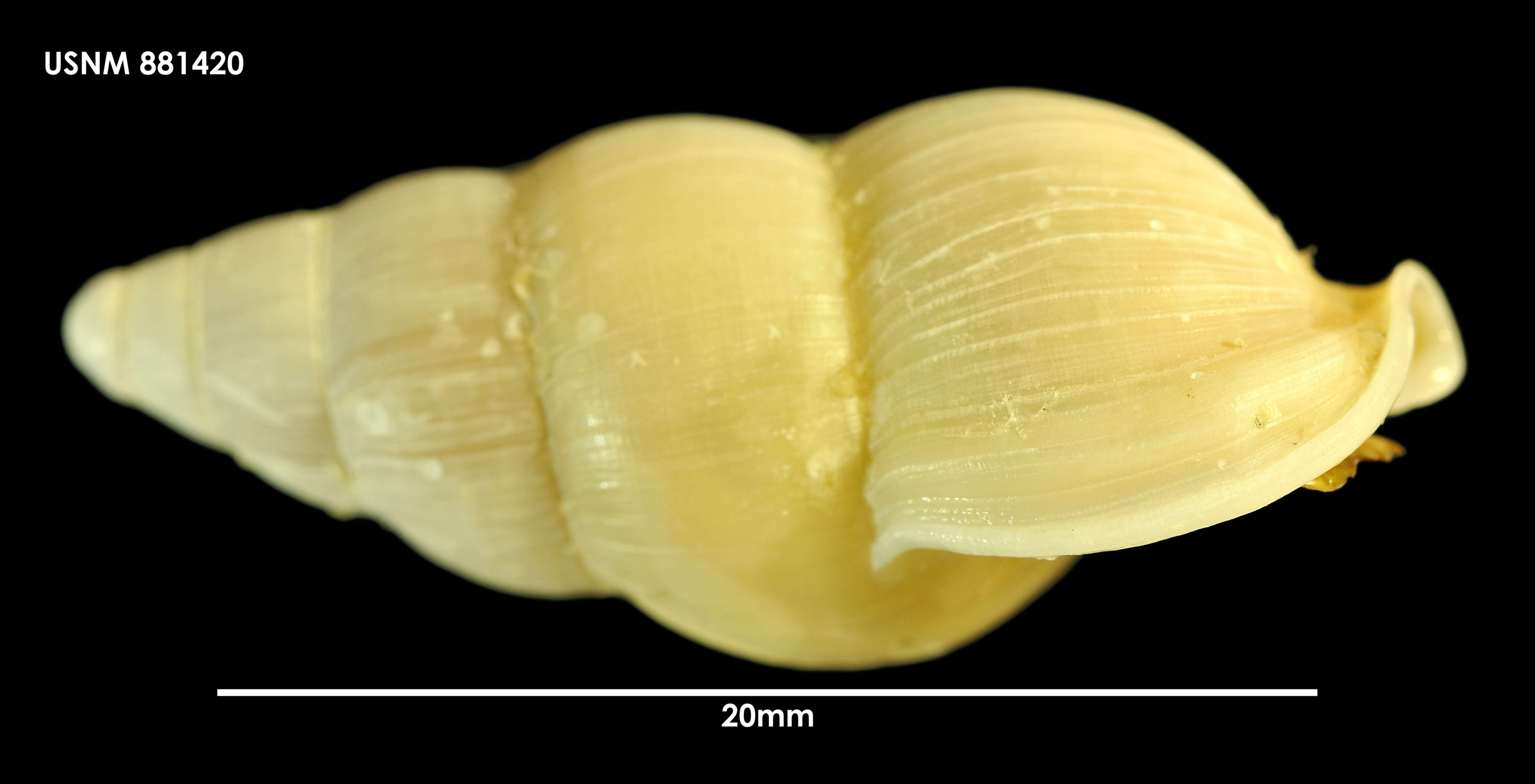 Image of Probuccinum tenuistriatum Hedley 1916