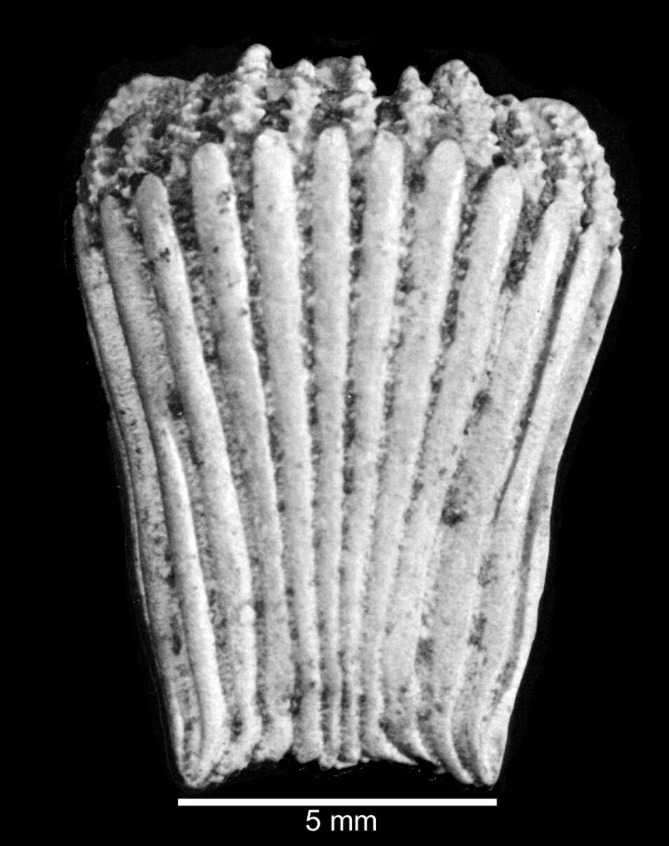 Image of Idiotrochus emarciatus (Duncan 1865)