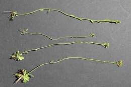 Image of low pinebarren milkwort
