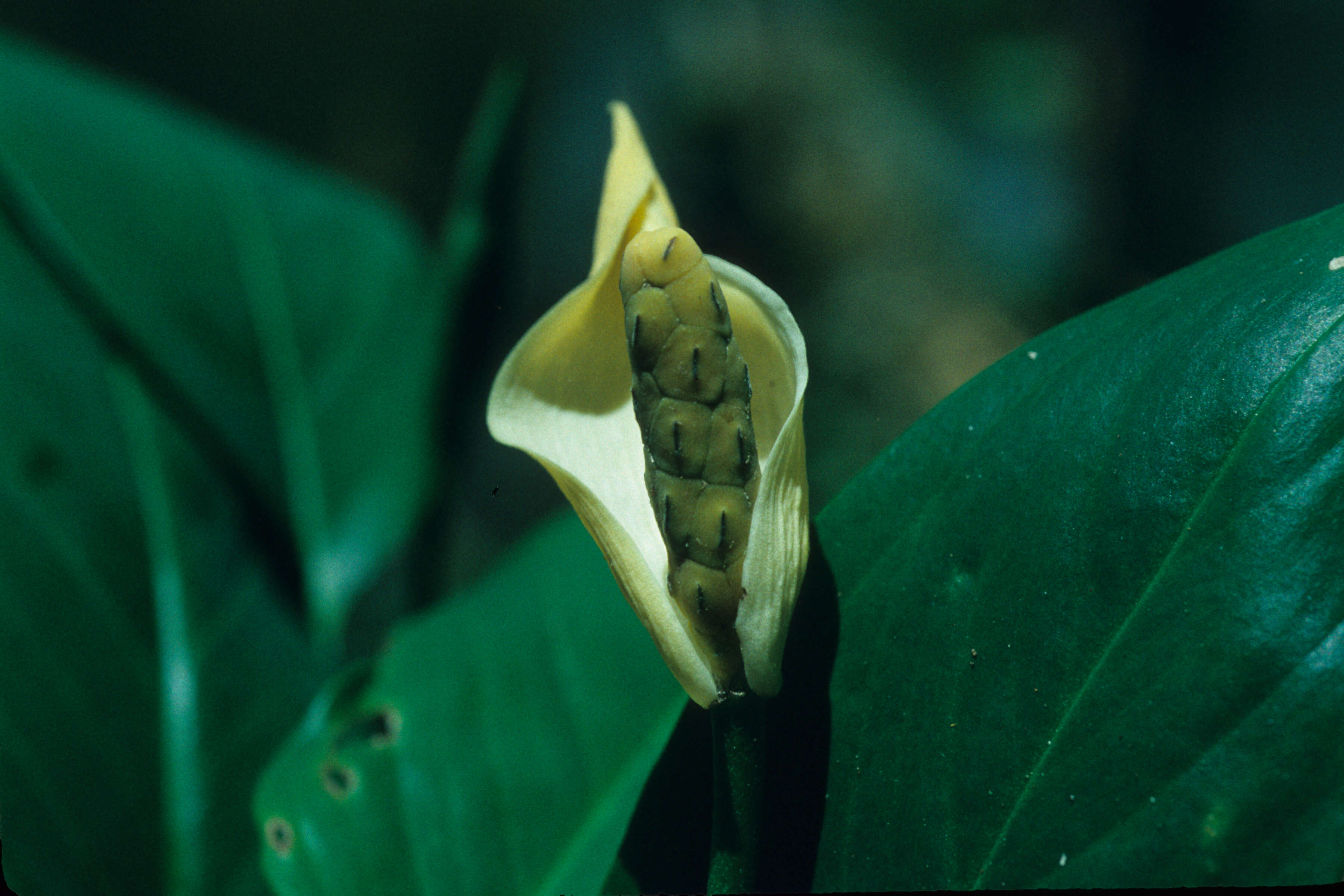 Image of Monstera obliqua Miq.