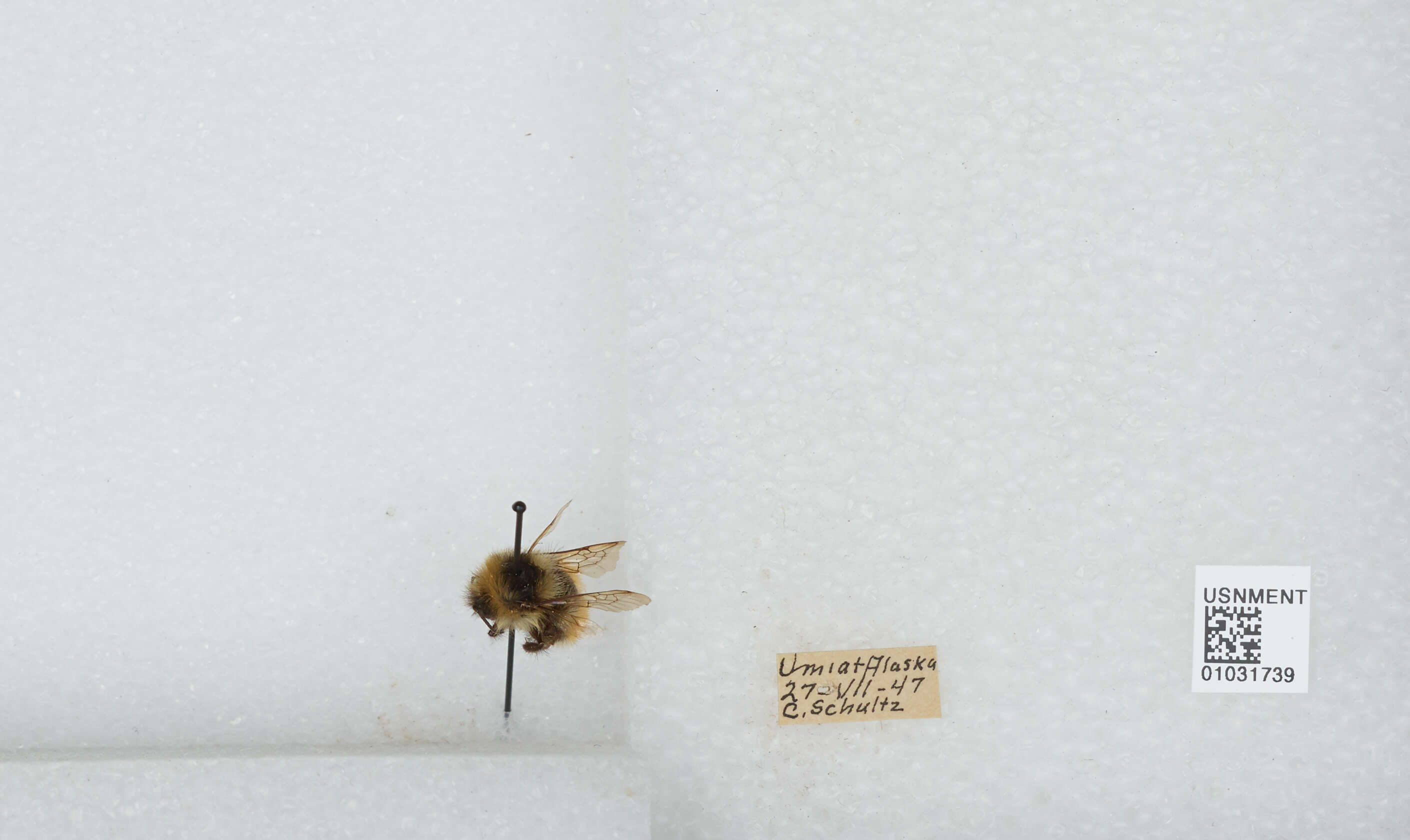 Image de Bombus sylvicola Kirby 1837