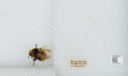 Image de Bombus sylvicola Kirby 1837