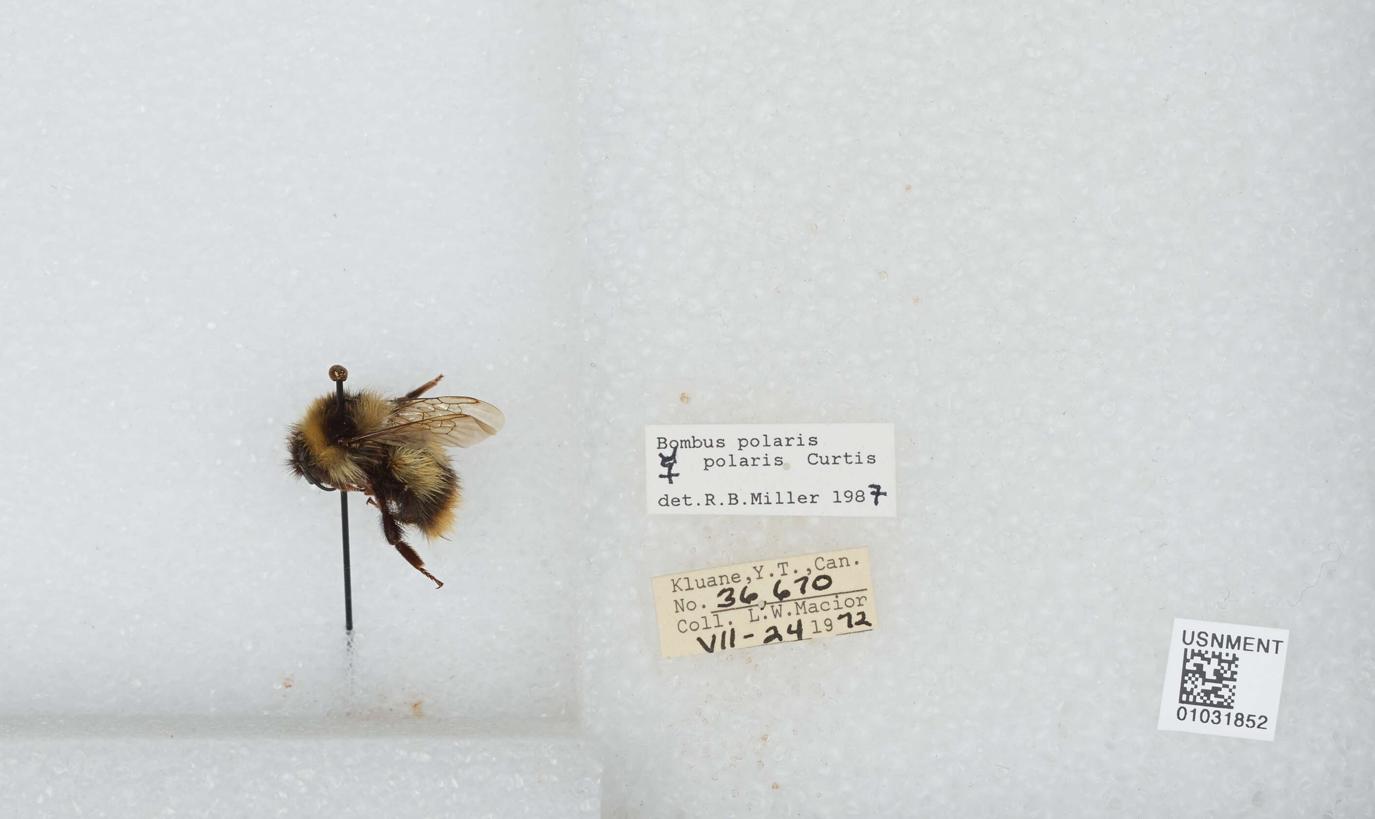 Image of Polar Bumble Bee