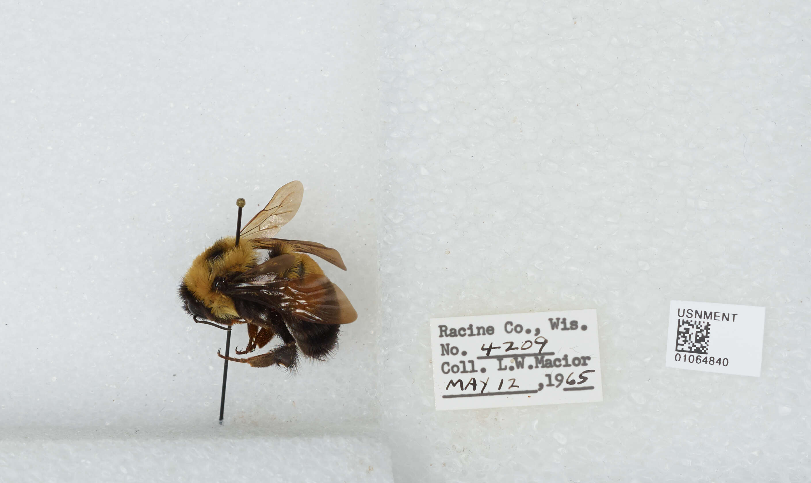 Слика од Bombus affinis Cresson 1864