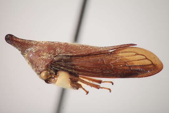 Image of Calloconophora angustitibia Dietrich