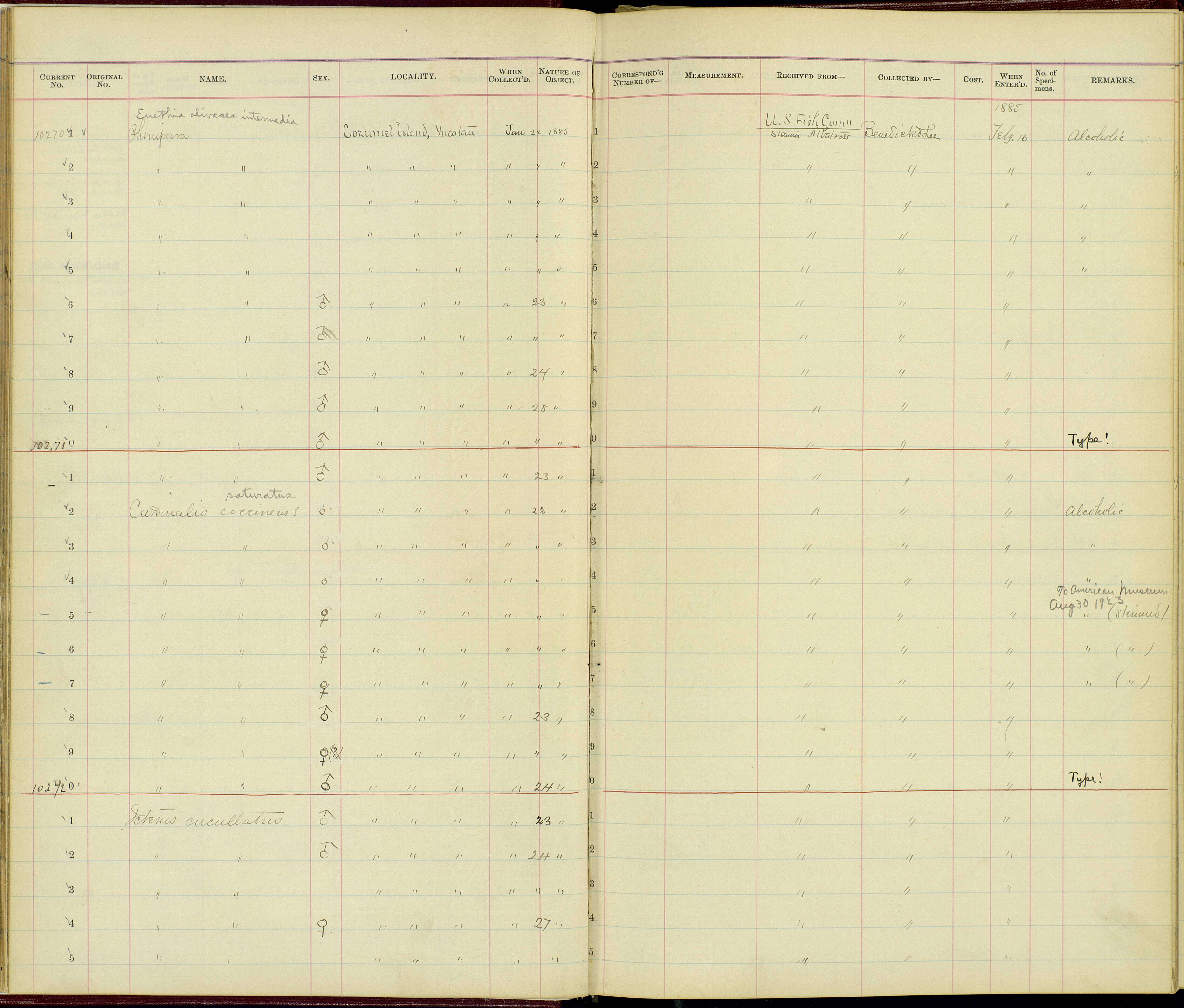 Plancia ëd Cardinalis cardinalis saturatus Ridgway 1885