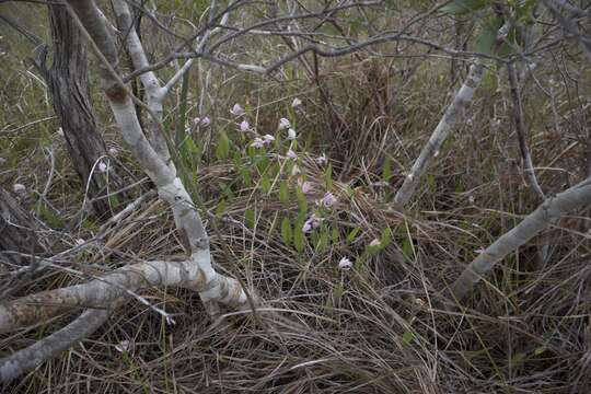 Image of snakemouth orchid