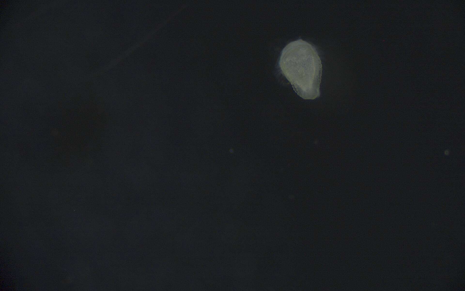 Image of Phyllodocida