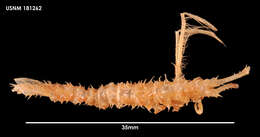 Image of Paradolichiscus opiliones Schultz 1981