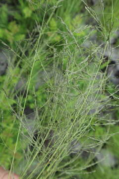 Image of weeping lovegrass