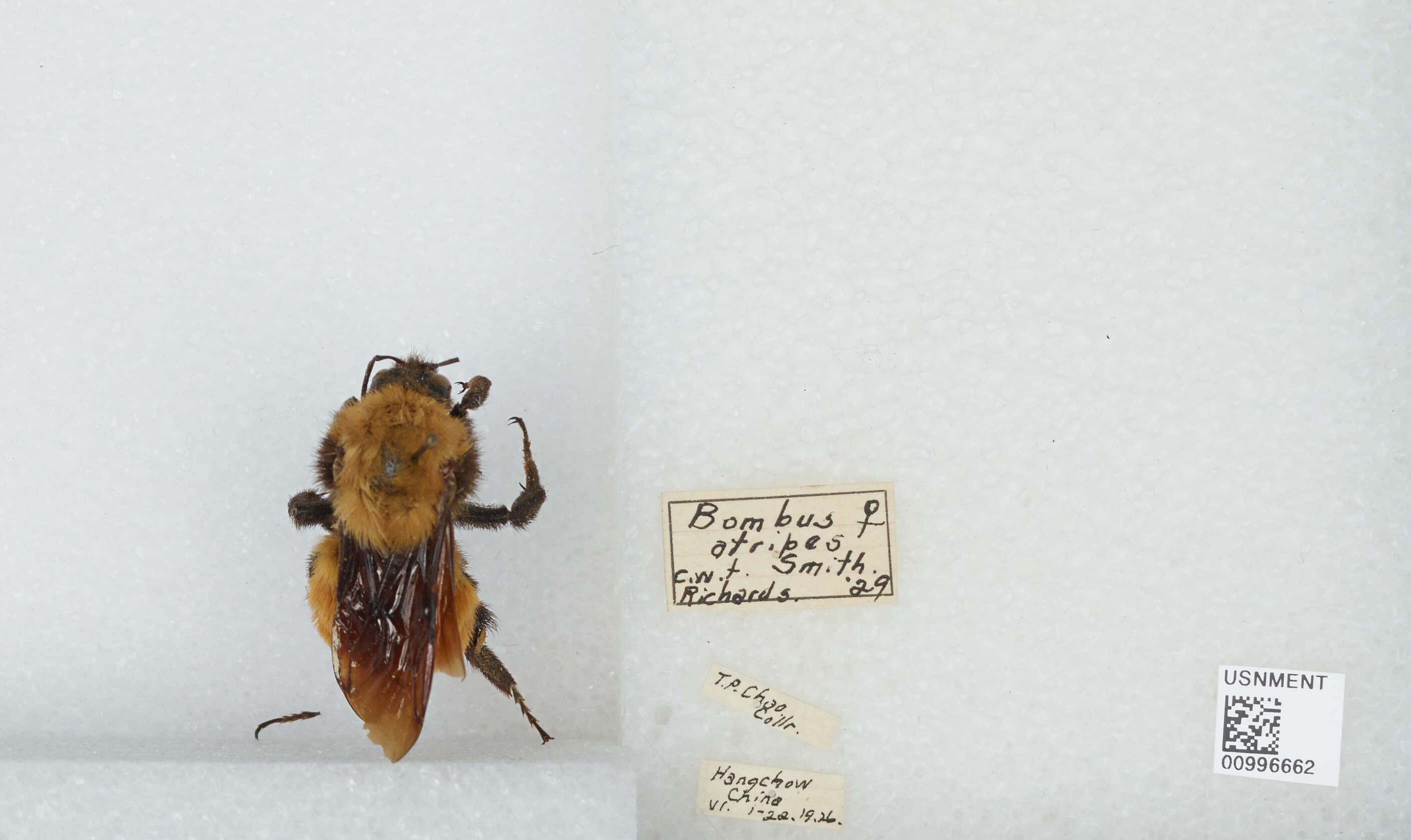 Image of Bombus atripes Smith 1852