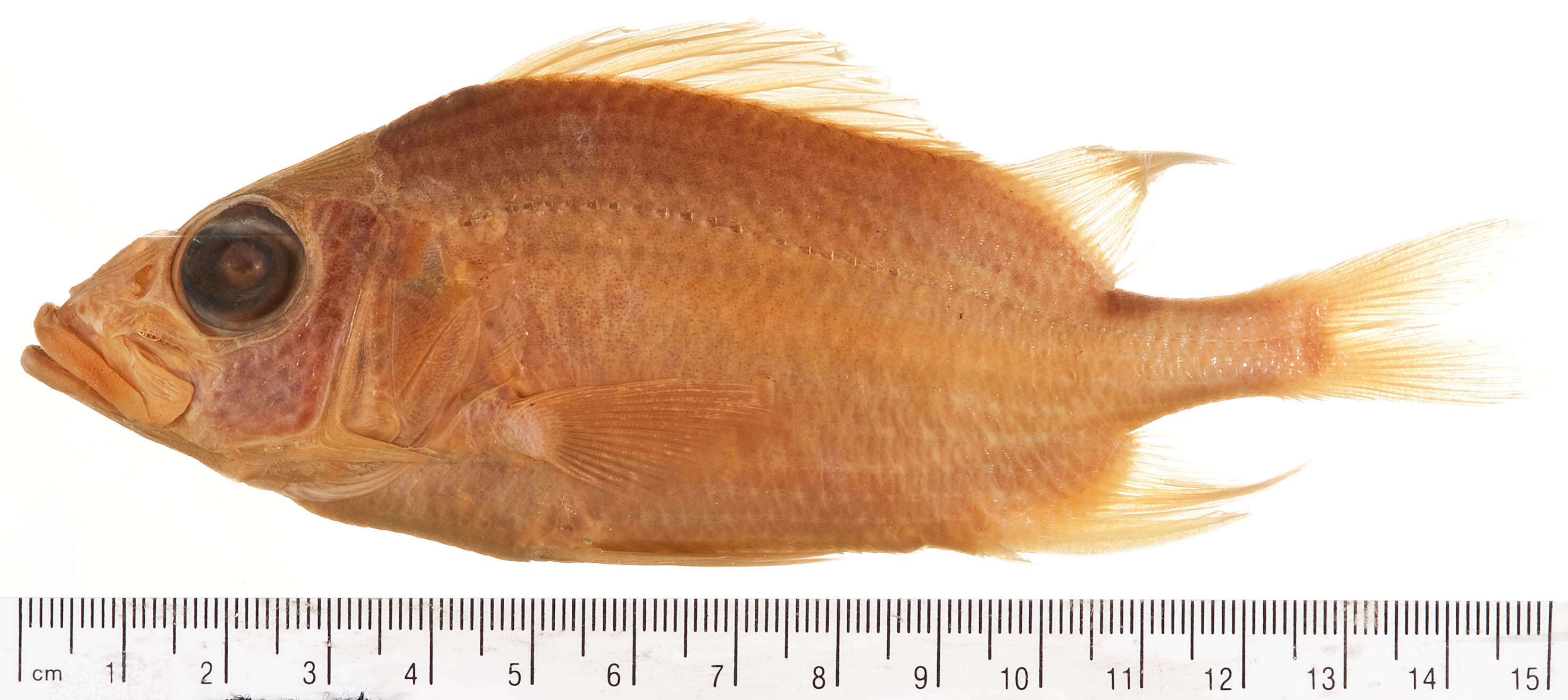 Image of Sabre squirrelfish