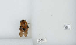 Image of Bombus ephippiatus Say 1837