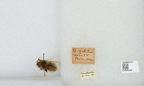 Image de Bombus sylvicola Kirby 1837