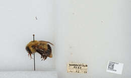 Слика од Bombus perplexus Cresson 1864