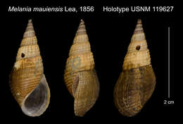 Image of Tarebia mauiensis (I. Lea 1856)