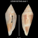 Image of Profundiconus smirna (Bartsch & Rehder 1943)