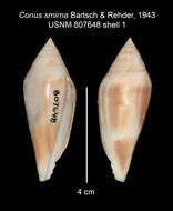 Image de Profundiconus smirna (Bartsch & Rehder 1943)