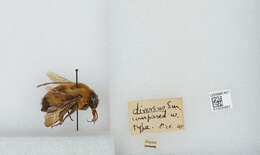 Imagem de Bombus diversus Smith 1869