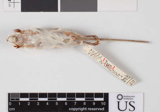 Image of Arizona pocket mouse