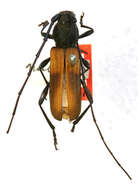 Image of Tragidion coquus (Linnaeus 1758)