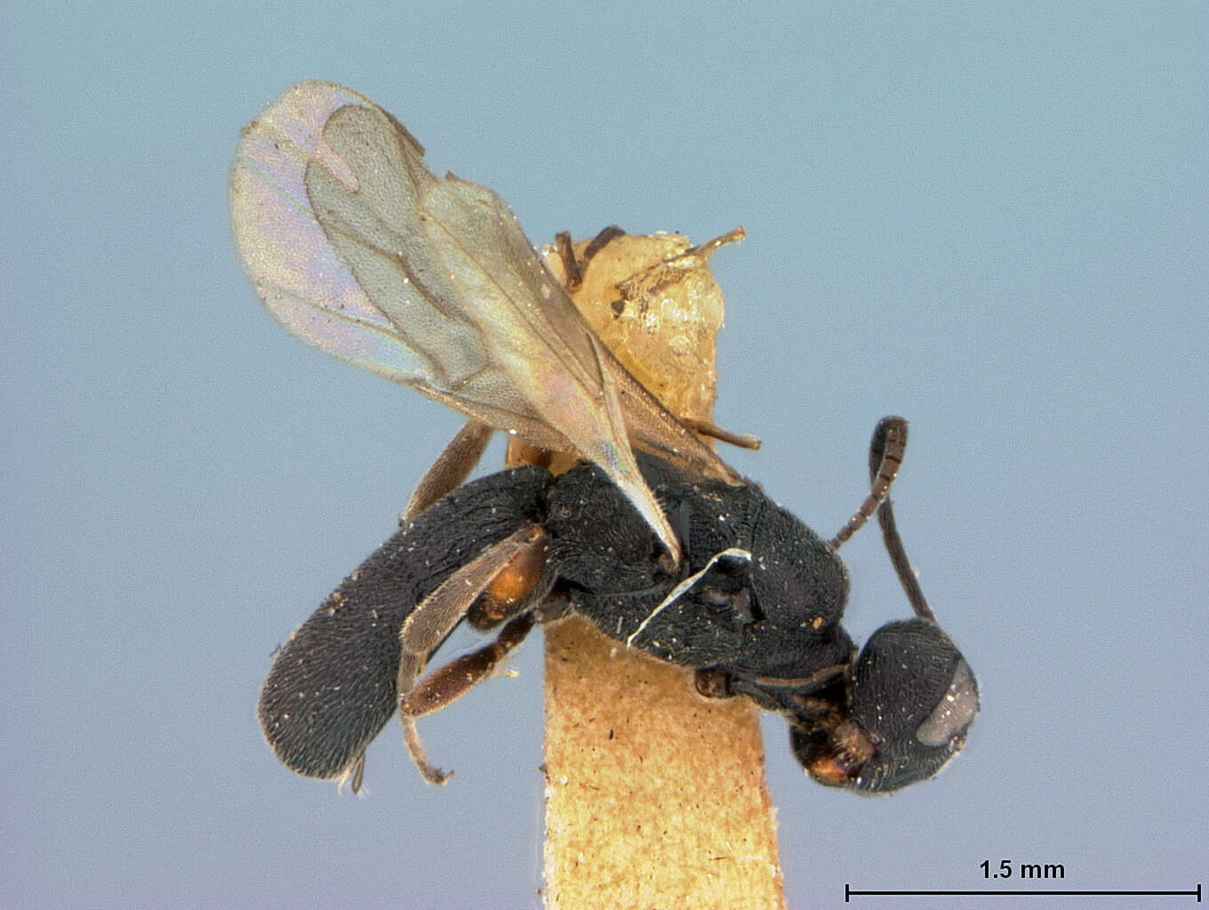 Image of Chelonus quadriceps McComb 1968