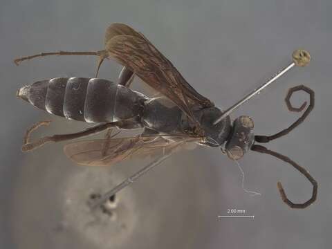 Image of Lissocnemis niger Tsuneki 1989