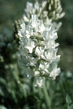 Image of white locoweed