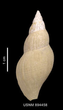 Image of Belaturricula turrita (Strebel 1908)