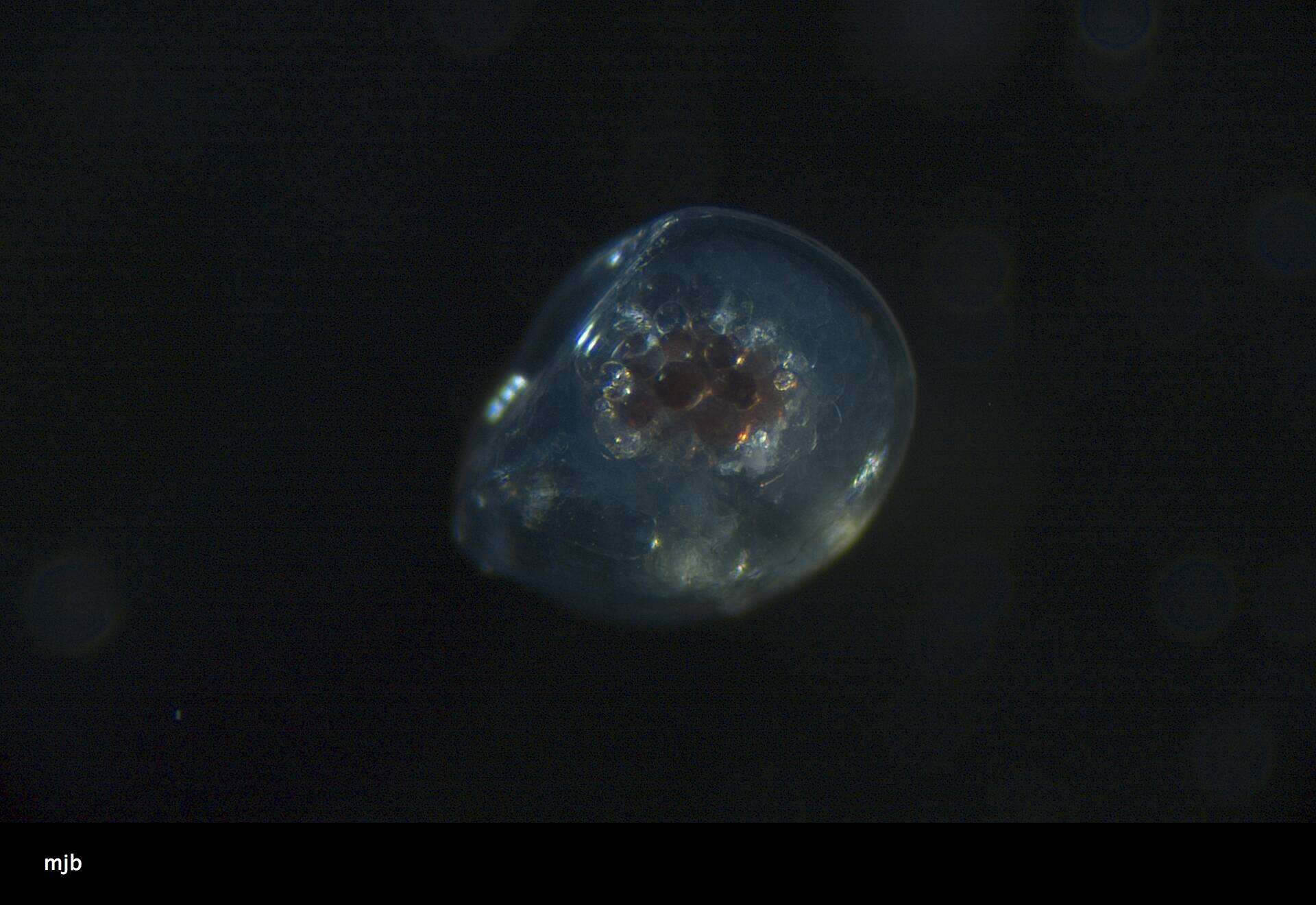Image of <i>Halocypris angustifrontalis</i>