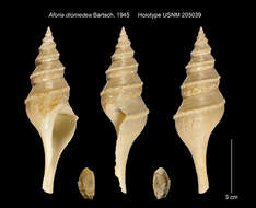 Image of Aforia diomedea Bartsch 1945