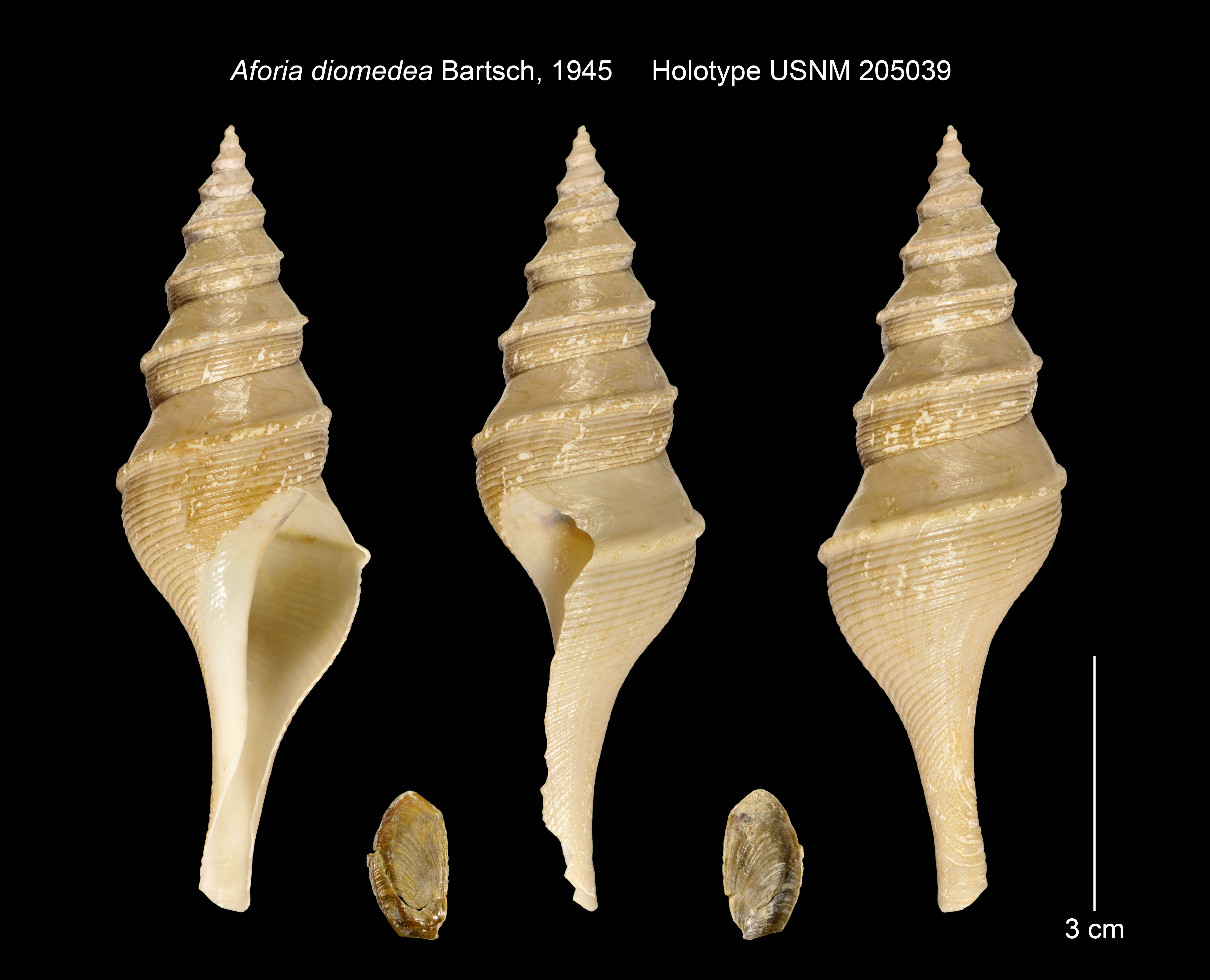 Image of Aforia diomedea Bartsch 1945