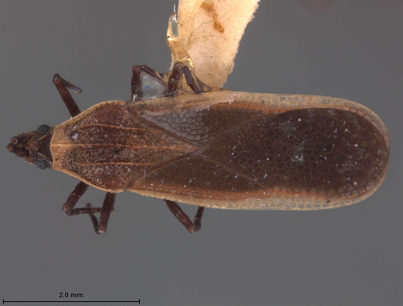 Image of Teleonemia absimilis Drake & Hambleton 1944