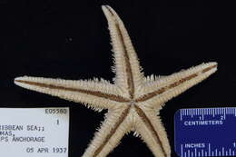 Image of Astropecten antillensis Lütken 1859