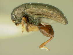 Image of Chaetocnema acuminata R. White 1996