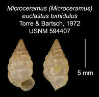 Image of Microceramus (Microceramus) euclastus tumidulus Torre & Bartsch