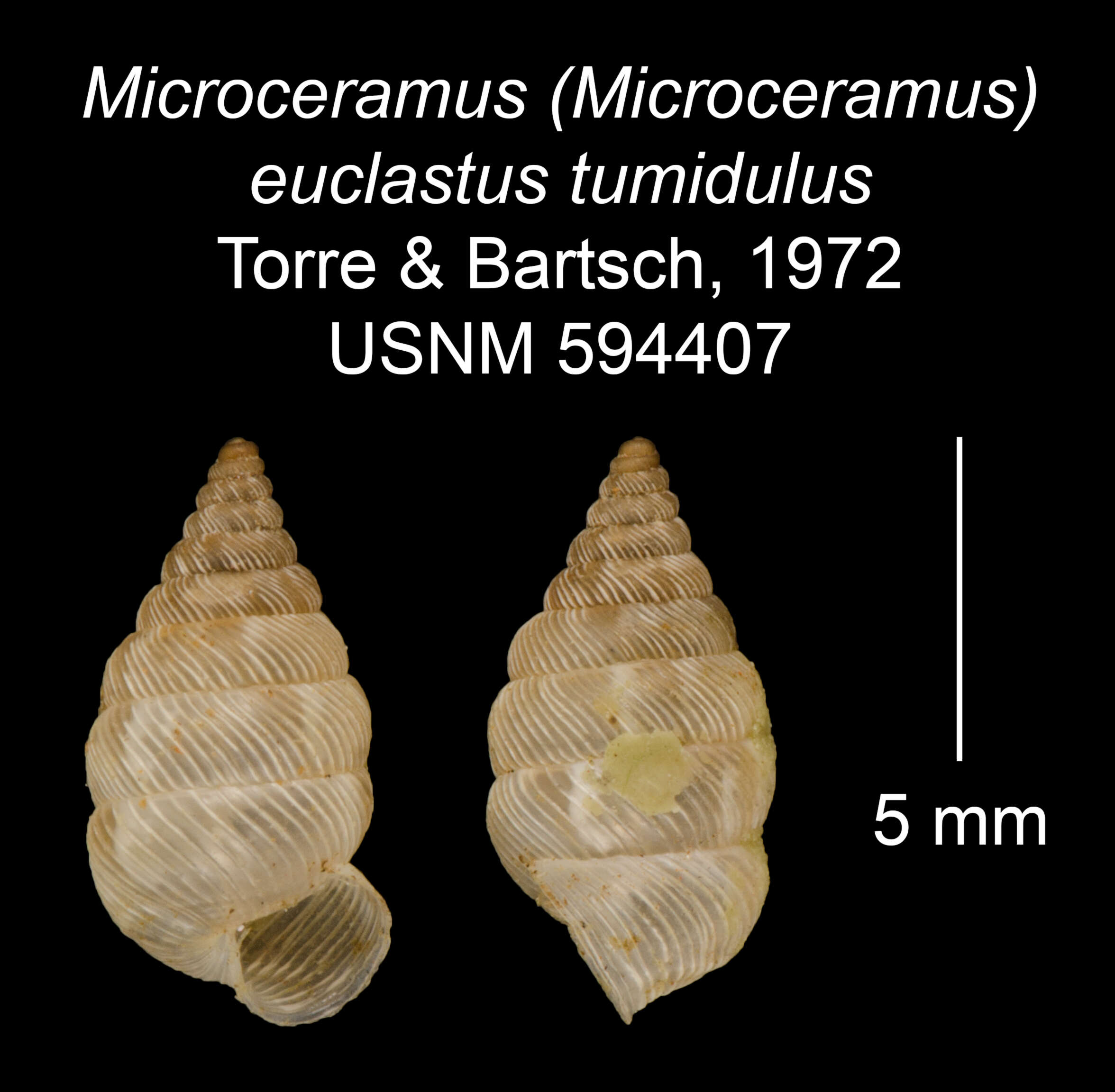 Imagem de Microceramus (Microceramus) euclastus tumidulus Torre & Bartsch