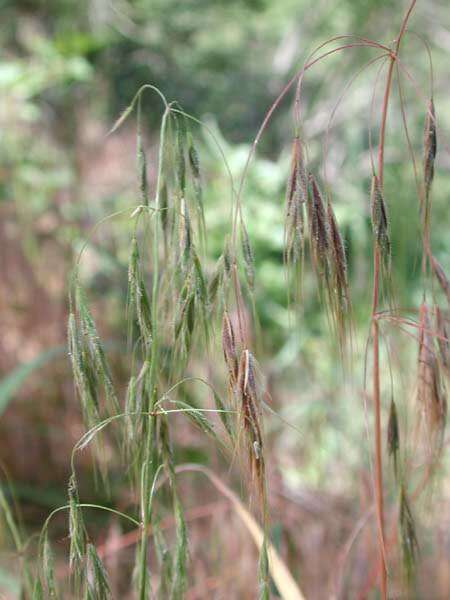 Image of Drooping Brome