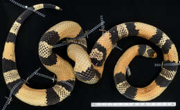 Image of Lampropeltis triangulum micropholis Cope 1860