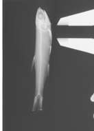 Image of Elongate anchovy