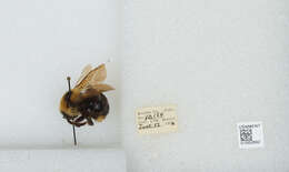 Image de Bombus insularis (Smith 1861)