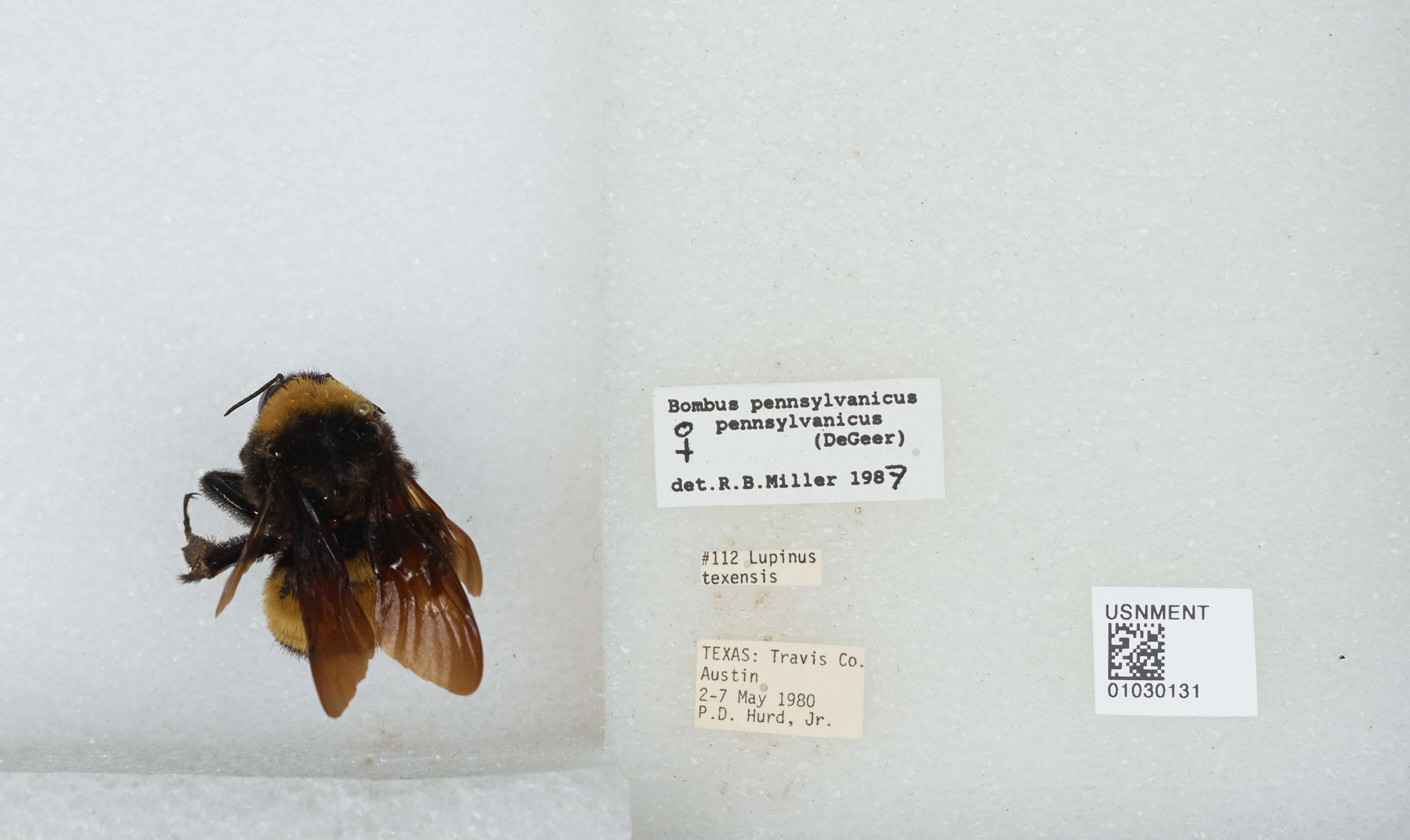 Image of American Bumblebee