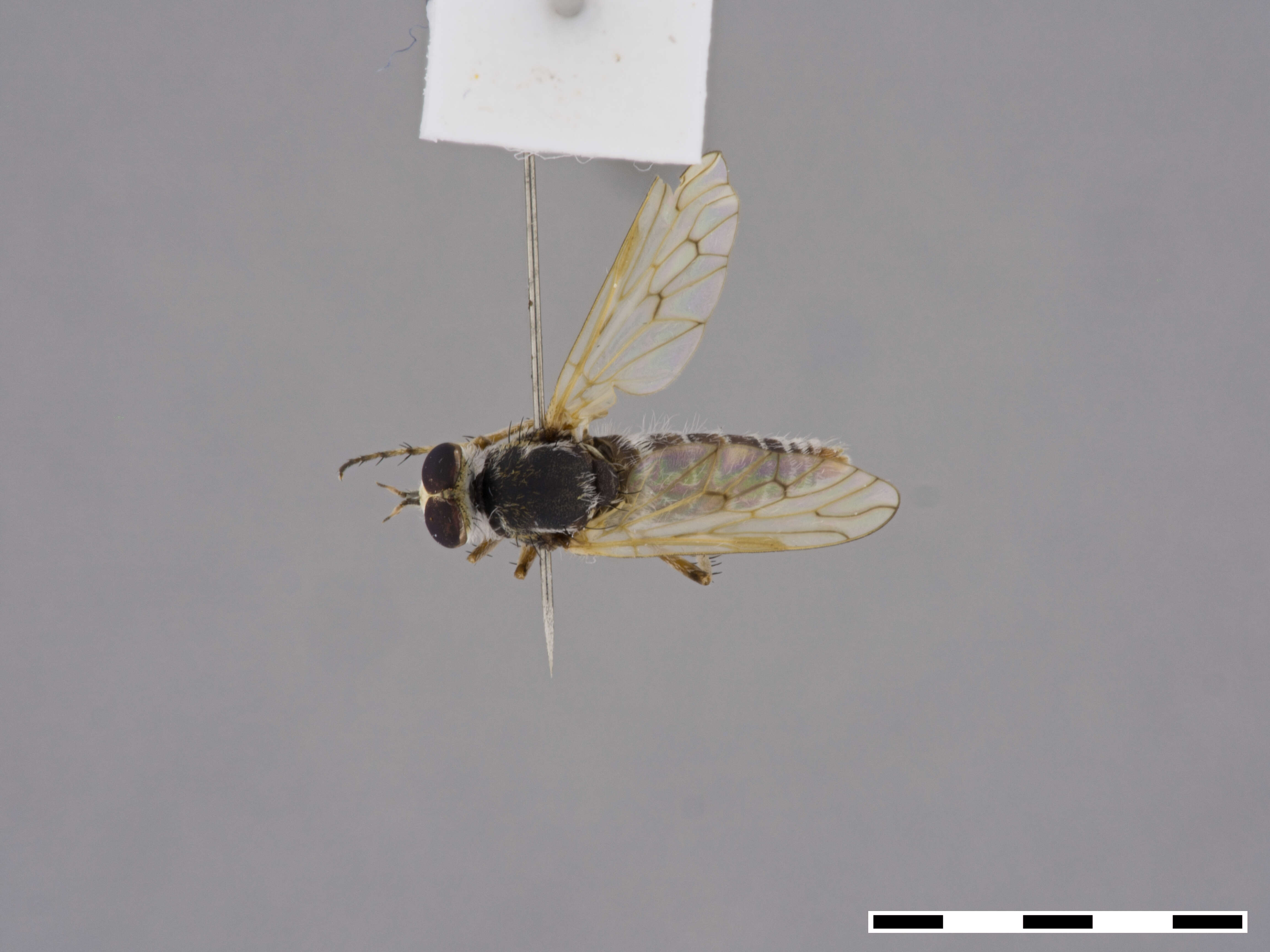 Image of Therevidae