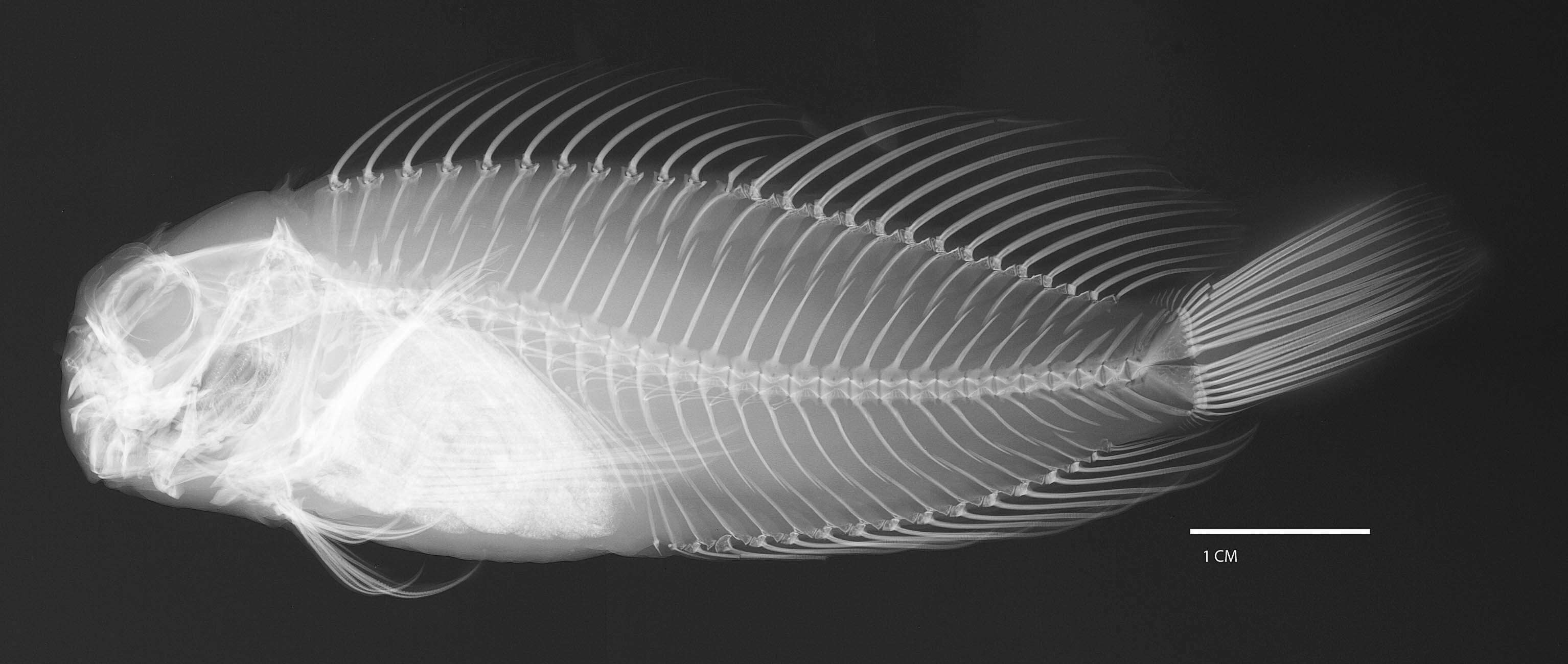 Image of Dusky spotted blenny