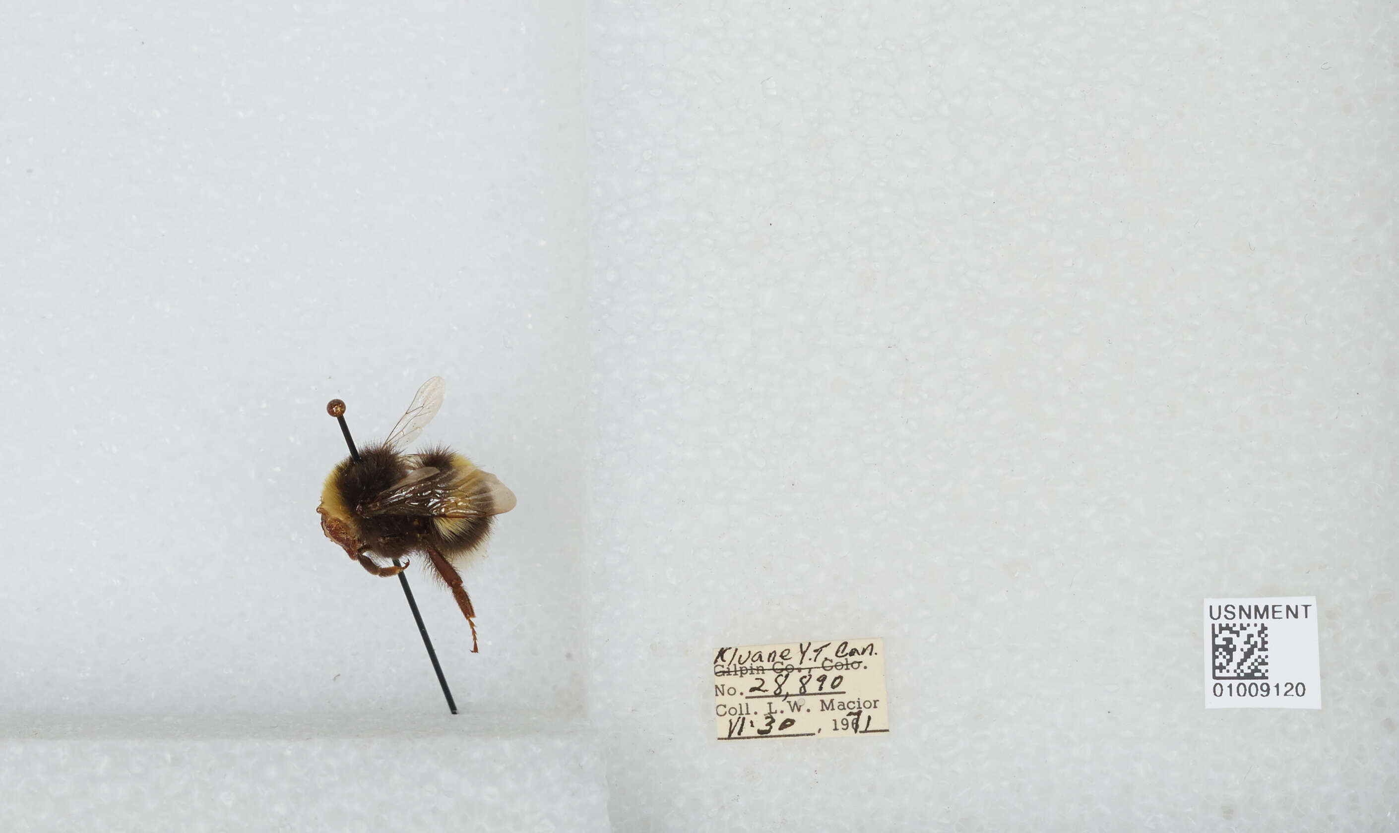 Image of White-tailed bumblebee
