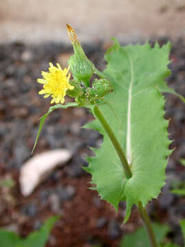 Image of common sowthistle