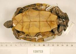 Image of Ouachita Map Turtle