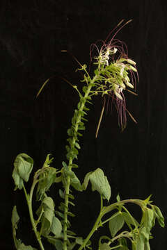 Image of Cleome spinosa Jacq.